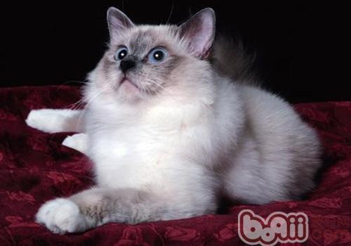 伯曼猫的性格特点如何?