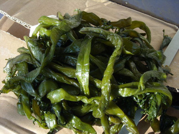 海裙菜是不是海带,还有什么别名