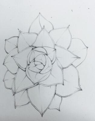 多肉植物怎么画app