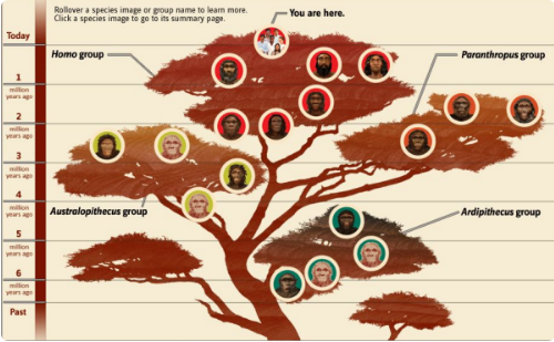 系统发育树上面的数字和下面的标尺是什么意思