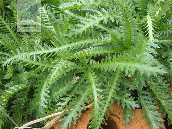 蓍( 千叶蓍,蚰蜒草 ) ,多年生草本植物,全草可入药,茎叶含芳香油,作