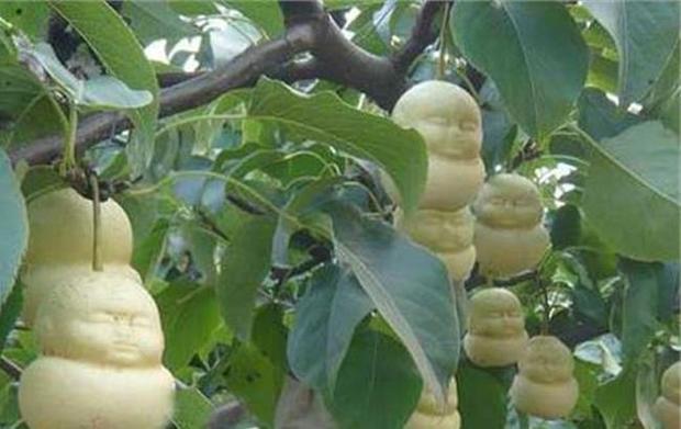 西游记中仙桃和人参果哪个更珍贵?