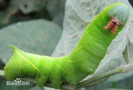 一种很大的虫子 没有毛 是紫色和绿色的 像金属外壳一样 是什么虫子