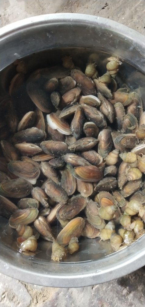 这种河贝叫什么可以吃吗?