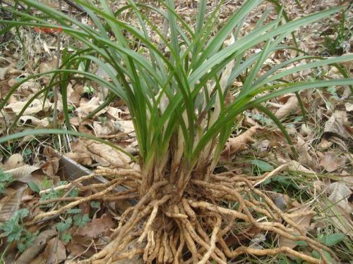 五蛇苗草酒售价899元,专门通过讲座卖给老年人,是骗人的吗?