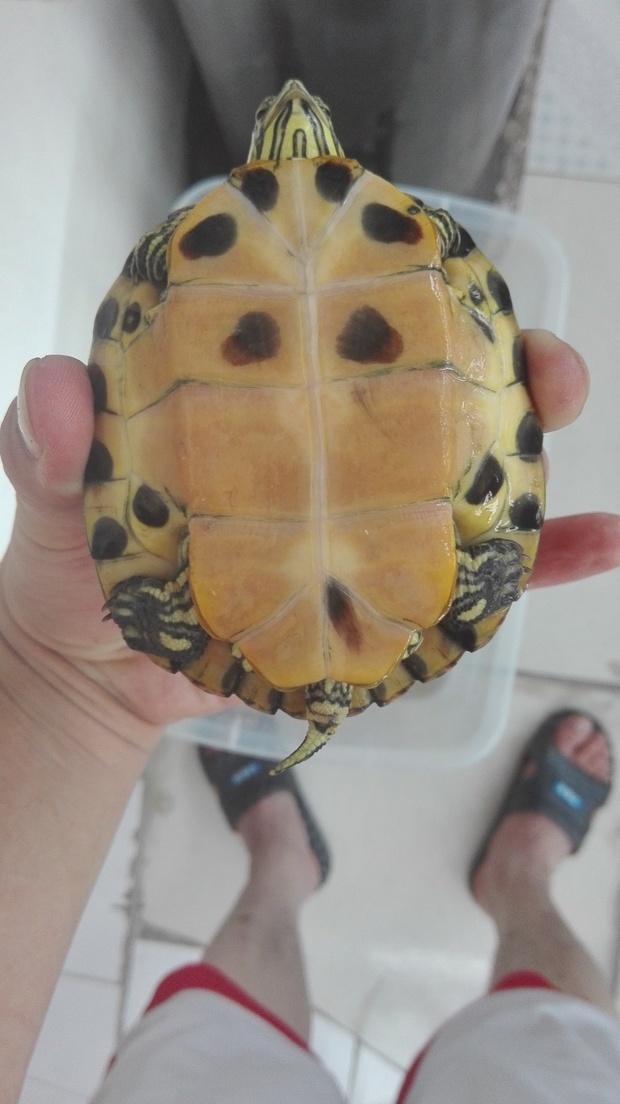 帮忙看看这只黄耳龟是公还是母的?????_360问答