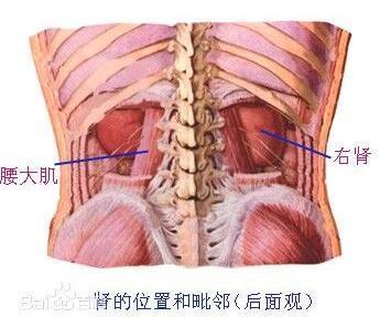 腰两侧是什么器官图片