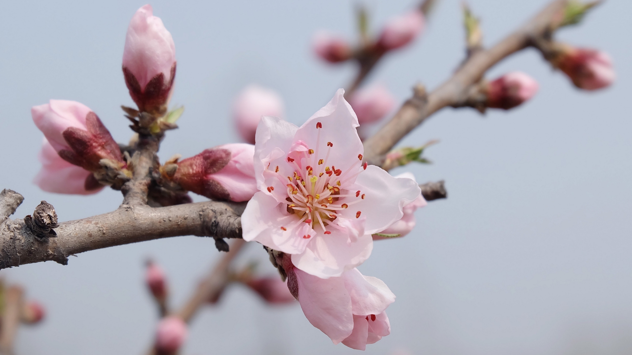 娇艳桃花花卉桌面壁纸[图1]