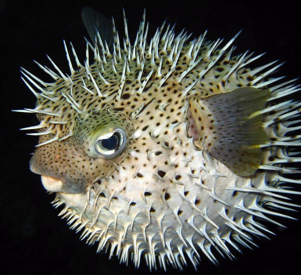 科 diodontidae 刺鲀属 diodon 鱼类下图为 密斑刺鲀 diodon hystrix