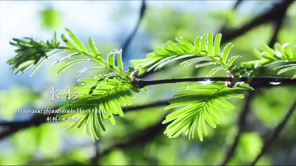 [图]神奇的大自然#地球#植物#种子#纪录片