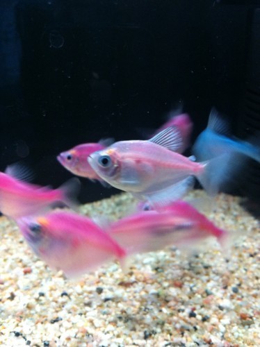 总有鱼的尾巴被咬烂,不知道是哪种鱼干的,好心