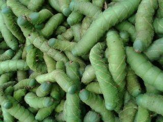 大豆虫处理,怎么做好吃