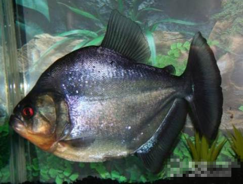 巴西辛古黑食和巴西黑食的区别