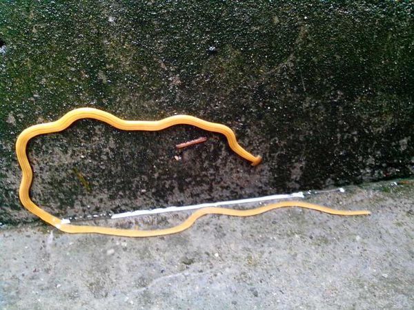 在卫生间发现一条黄色 细长 黑边的虫,求大神前来告知