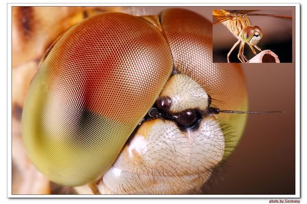 蚱蜢有一对复眼,可它复眼形状是什么样的啊?