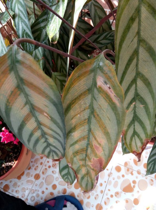 这棵竹芋是怎么了,叶片发黄,叶尖变干枯.