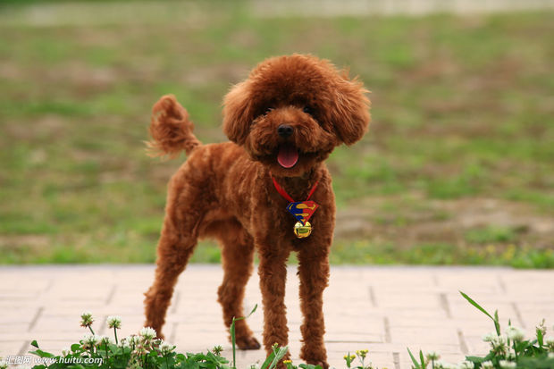 貴賓犬的來源就像它為了拖出獵禽所涉過的水一樣渾濁不清.