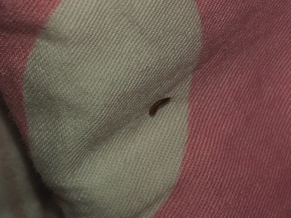 请问最近在家中沙发被子等处发现这种小虫子是什么虫啊!