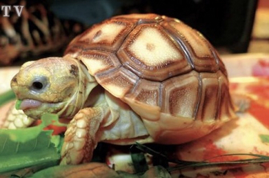 苏卡达龟吃什么,苏卡达龟的寿命有多长