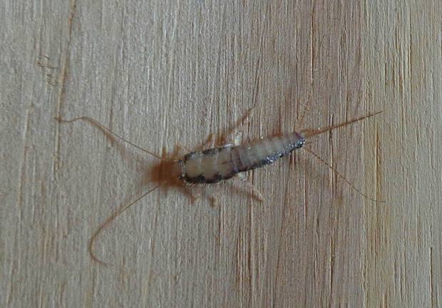 在床板下面发现的虫子,有什么办法彻底清除?