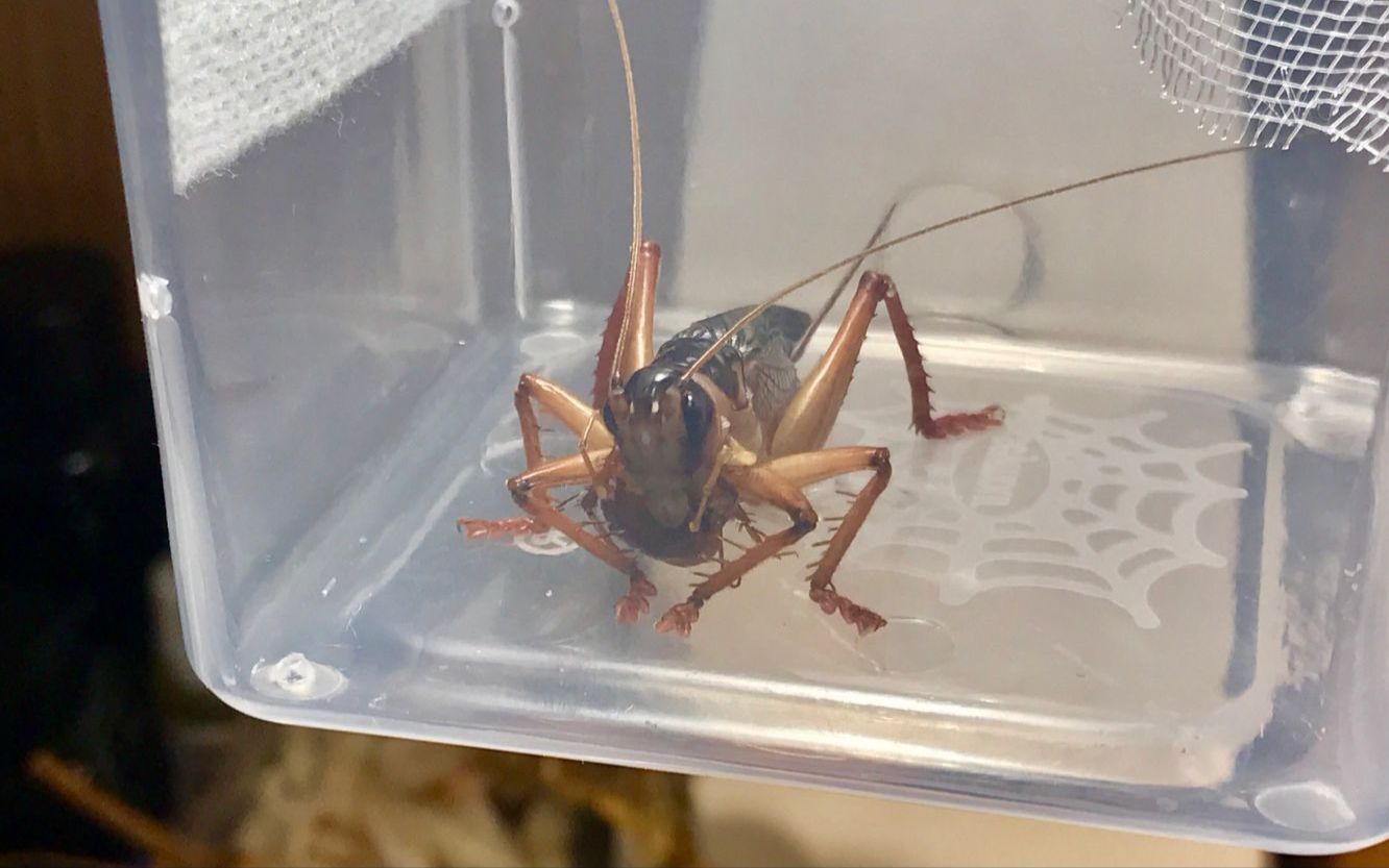 【怎么这么短】朦透翅蟋螽吔樱桃蟑螂