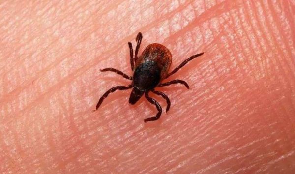 家里有霉虱子怎么办