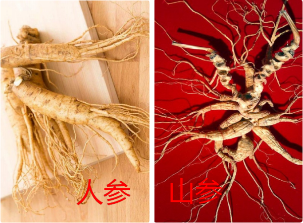 矷山参和人参有什么区别?