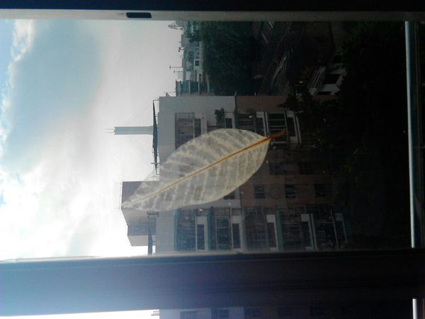 在家怎么做叶脉书签?要简便可行的