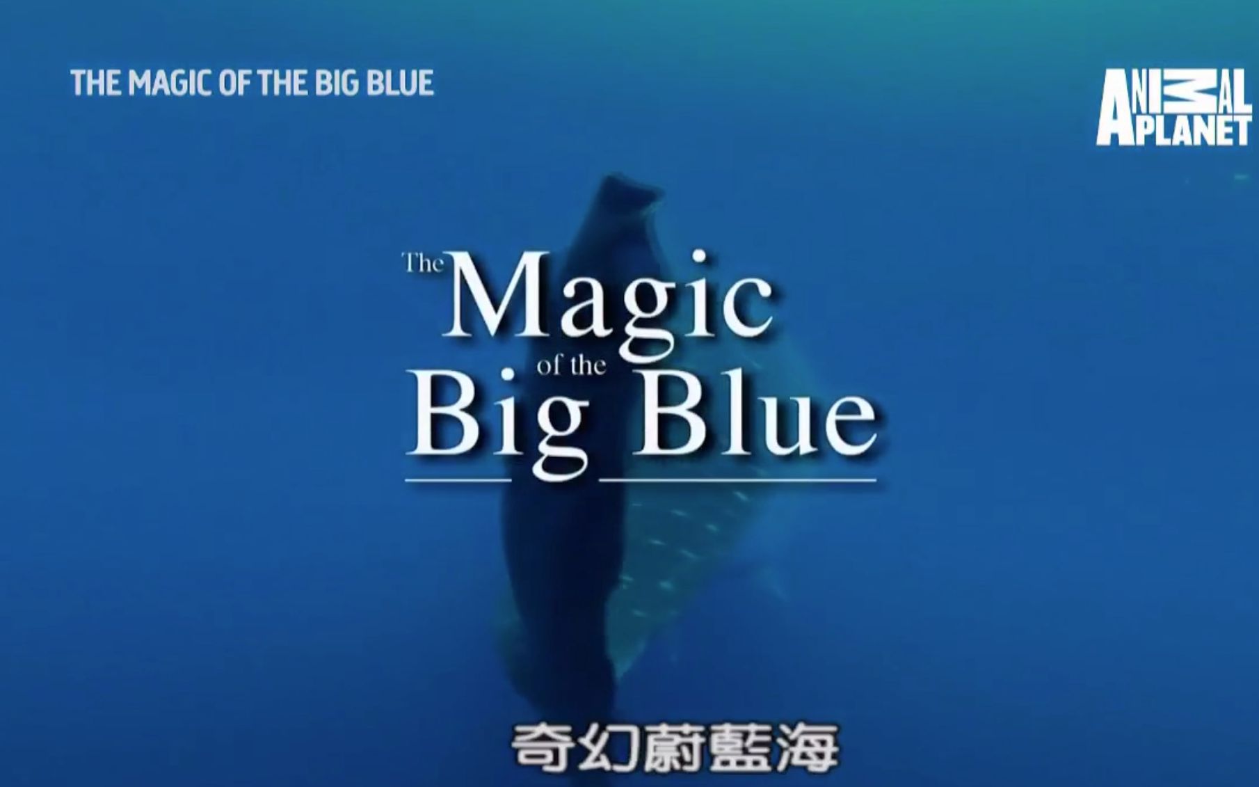 [图]【Animal Planet】奇幻蔚蓝海 第1季 The Magic Of The Big Blue Season 1 (2019)