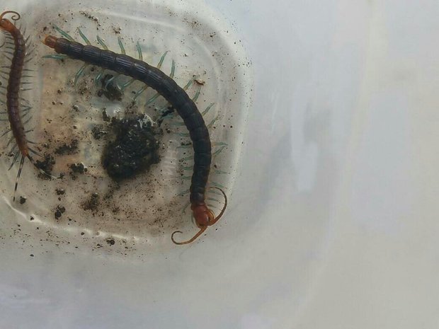是这样的,我没事抓了两条蜈蚣,绿蓝色的爪子,褐色有点黑的身子,这是