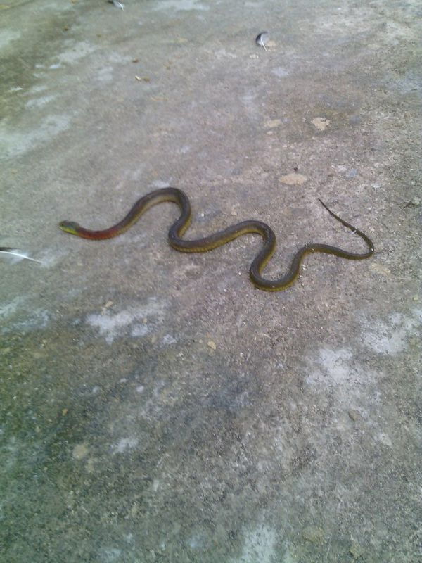 广东常见的蛇图片