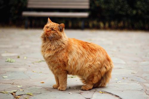 猫的皮肤病会传染给人类吗?