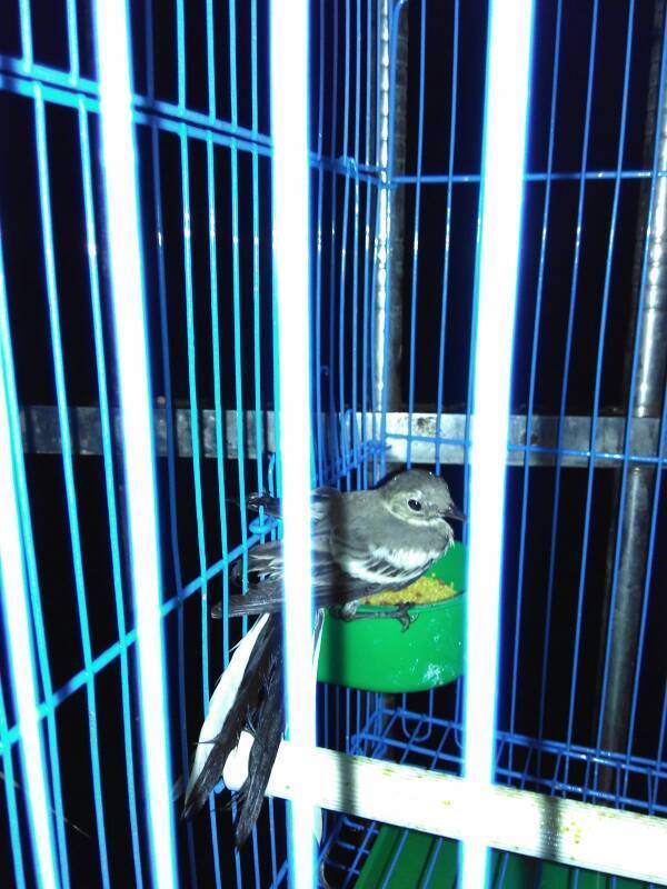 尾巴和翅膀两边有一对白羽毛是什么鸟?和小麻