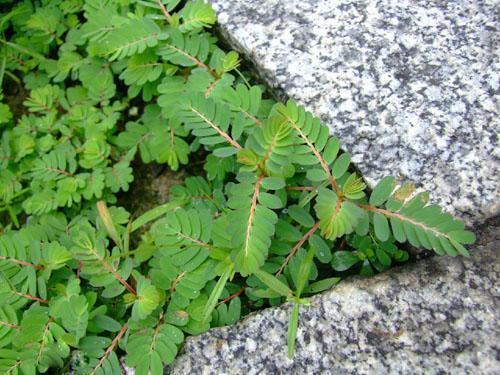 叶下珠片能长期吃吗?