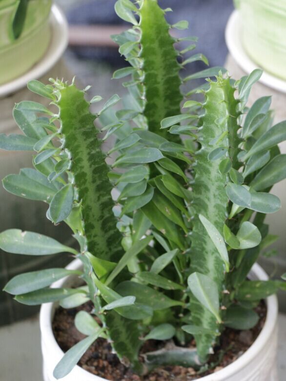 这是什么品种的多肉?谢谢