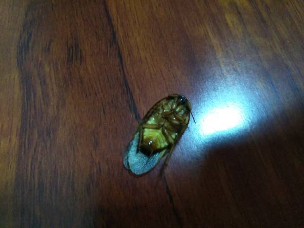 这是什么虫子,感觉像蟑螂,会飞