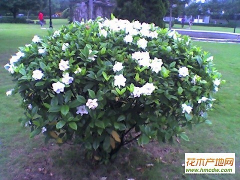 枝支花是在水里生长的吗