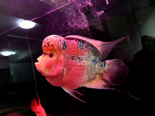 怎么能养出大头罗汉鱼