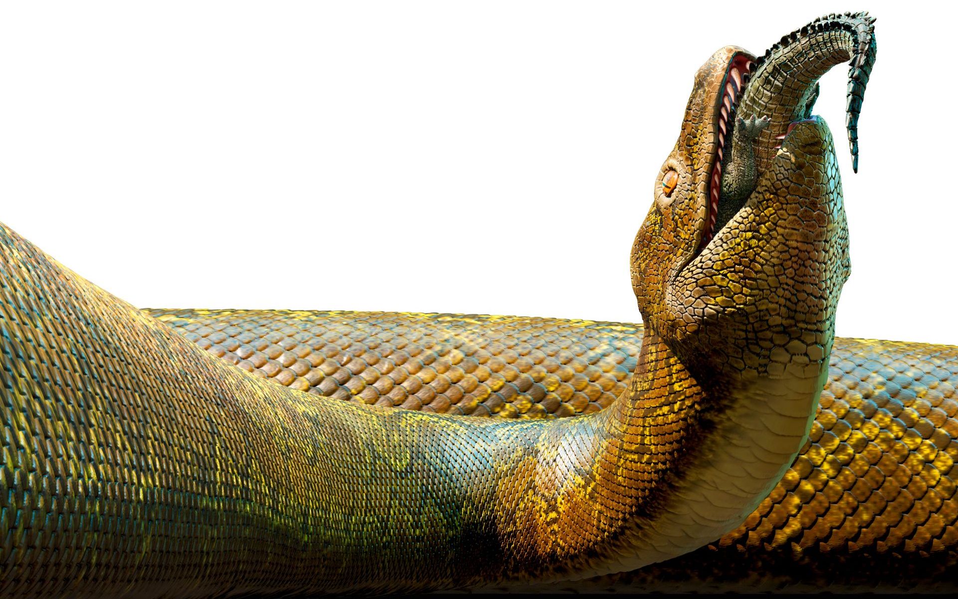 古生物档案 史前巨蛇——泰坦蟒