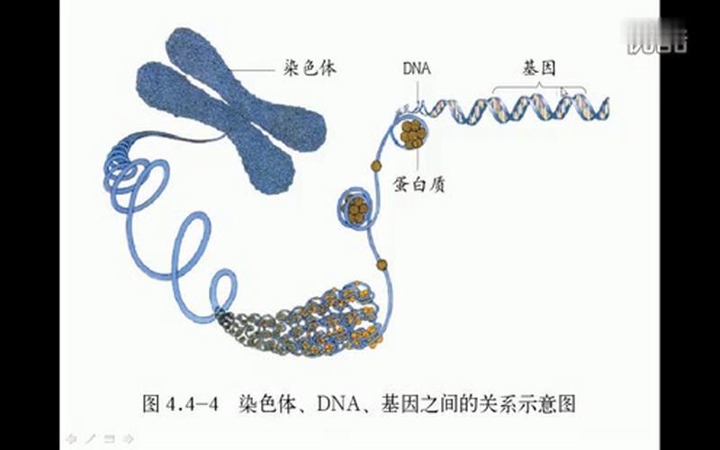 [图]染色体 DNA 基因