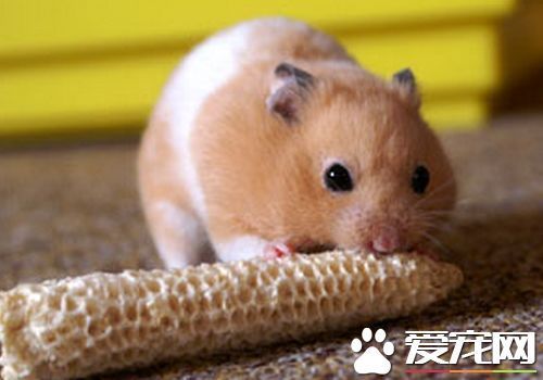 黑线仓鼠吃什么 黑线仓鼠饮食方面要注意什么