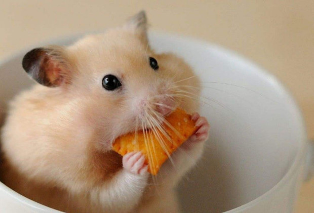 仓鼠死了用过的笼子用开水烫过就可以算消毒了吗?