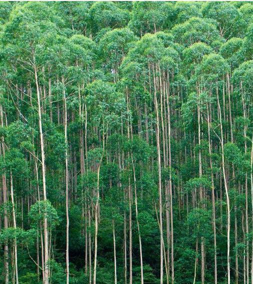 桉树: 桉树不但生长迅速,而且相当高大,中国的"蓝桉"高可达70-80米