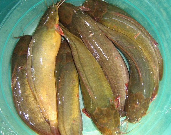 黄蜂鱼和塘角鱼有什么不同