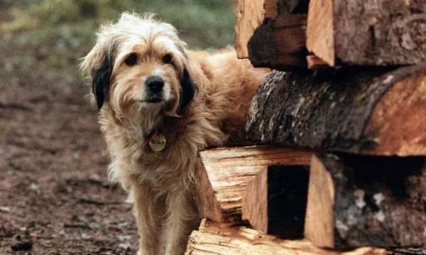 外国的一部电影里有只叫班吉的狗狗是什么电影_360问答