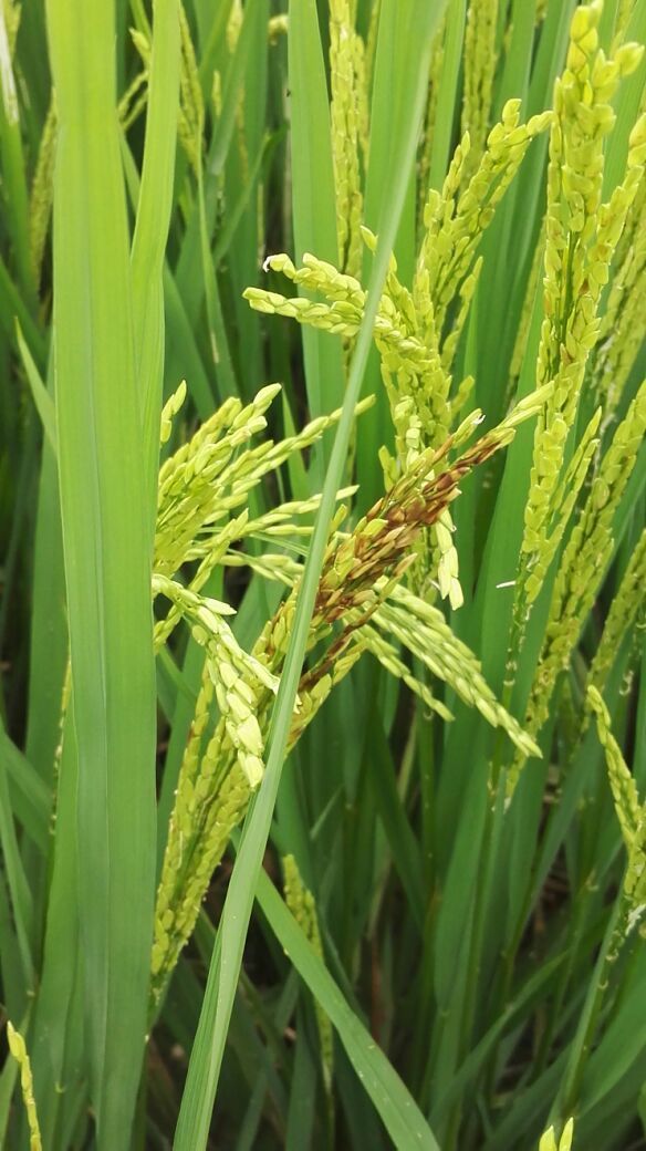 各位老师,这稻穗有黑的怎么了