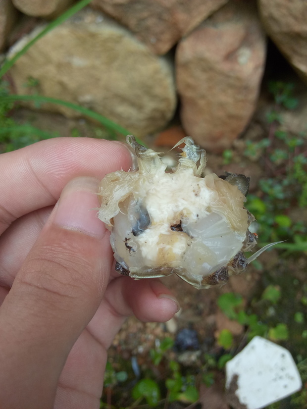 蜕壳第二天螃蟹死了,掰开发现很多条白色的,怎么回事?求教