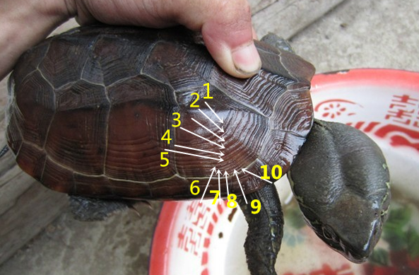 乌龟年龄计算图解图片