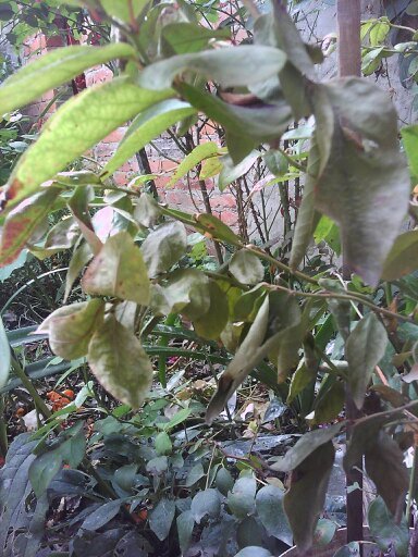 求助,蓝莓树怎么了