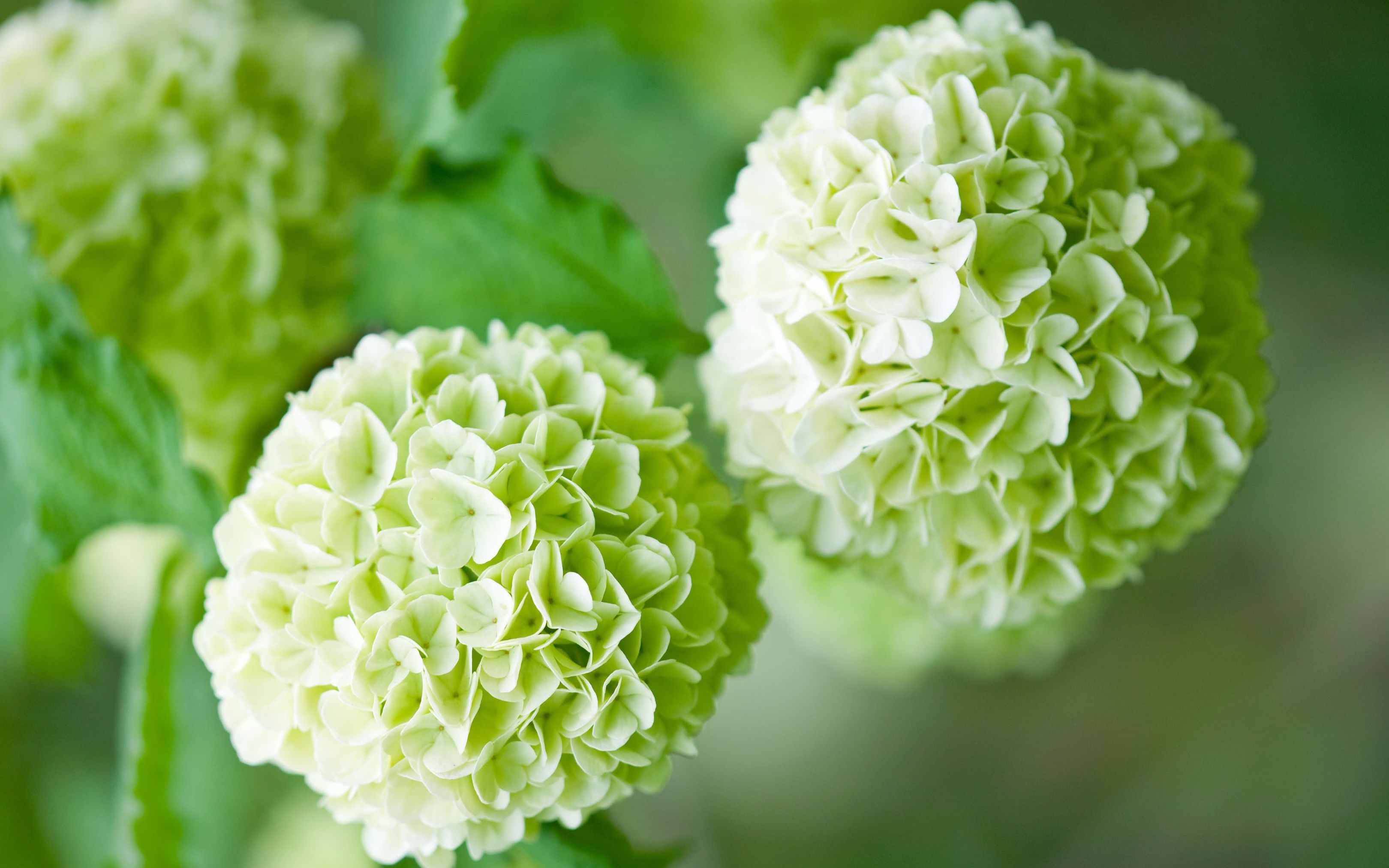 小鼹鼠园艺家 "欧洲木绣球玫瑰"